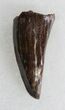 Nice Eryops Tooth - Giant Permian Amphibian #33535-1